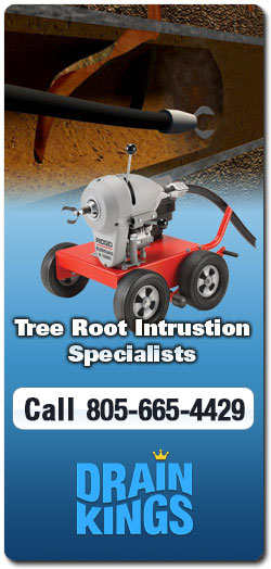 Root
